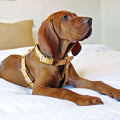 Camel Leather Dog Harness E76702