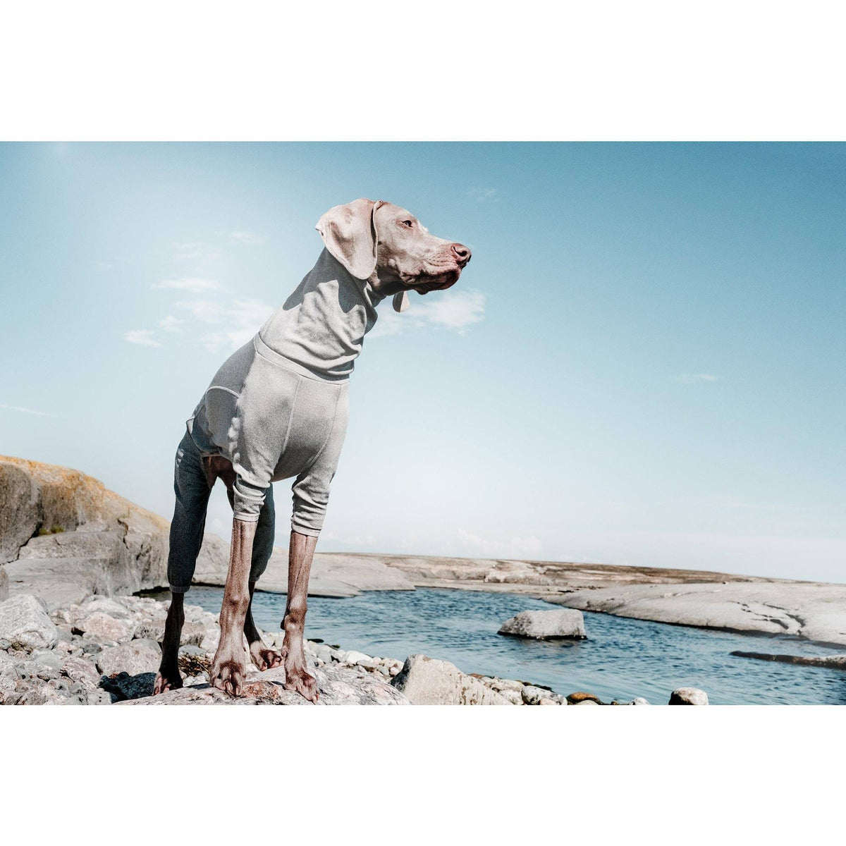 Carbon Grey Dog Body Warmer A121