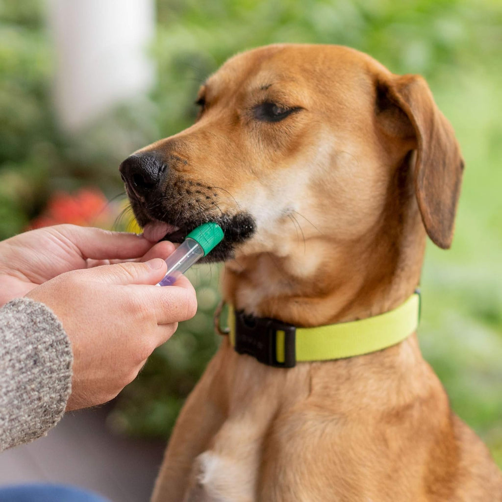 Breed Identification Kit Dog DNA Test C224